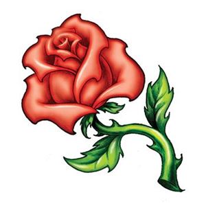 Rose Flower 4