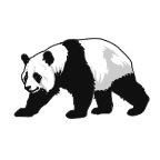 Panda Bear 2
