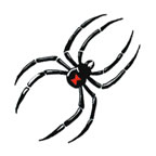Redback spider 2