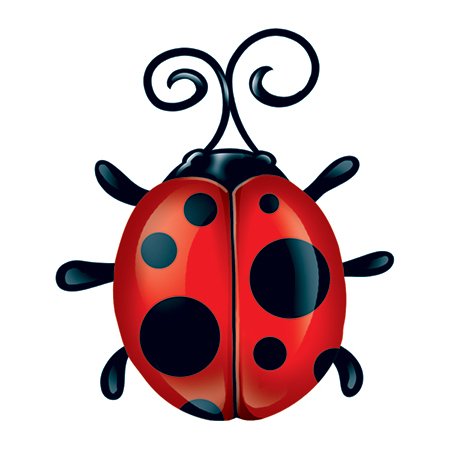 Ladybug 3