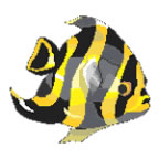 Yellow and Black Fish