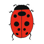 Ladybug 1