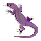 Purple Lizard