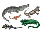 Reptiles