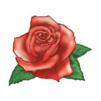 Rose Flower 2