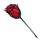 Single Red Rose 1