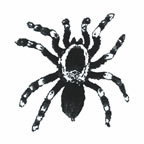 Tarantula