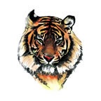 Tiger Head 2